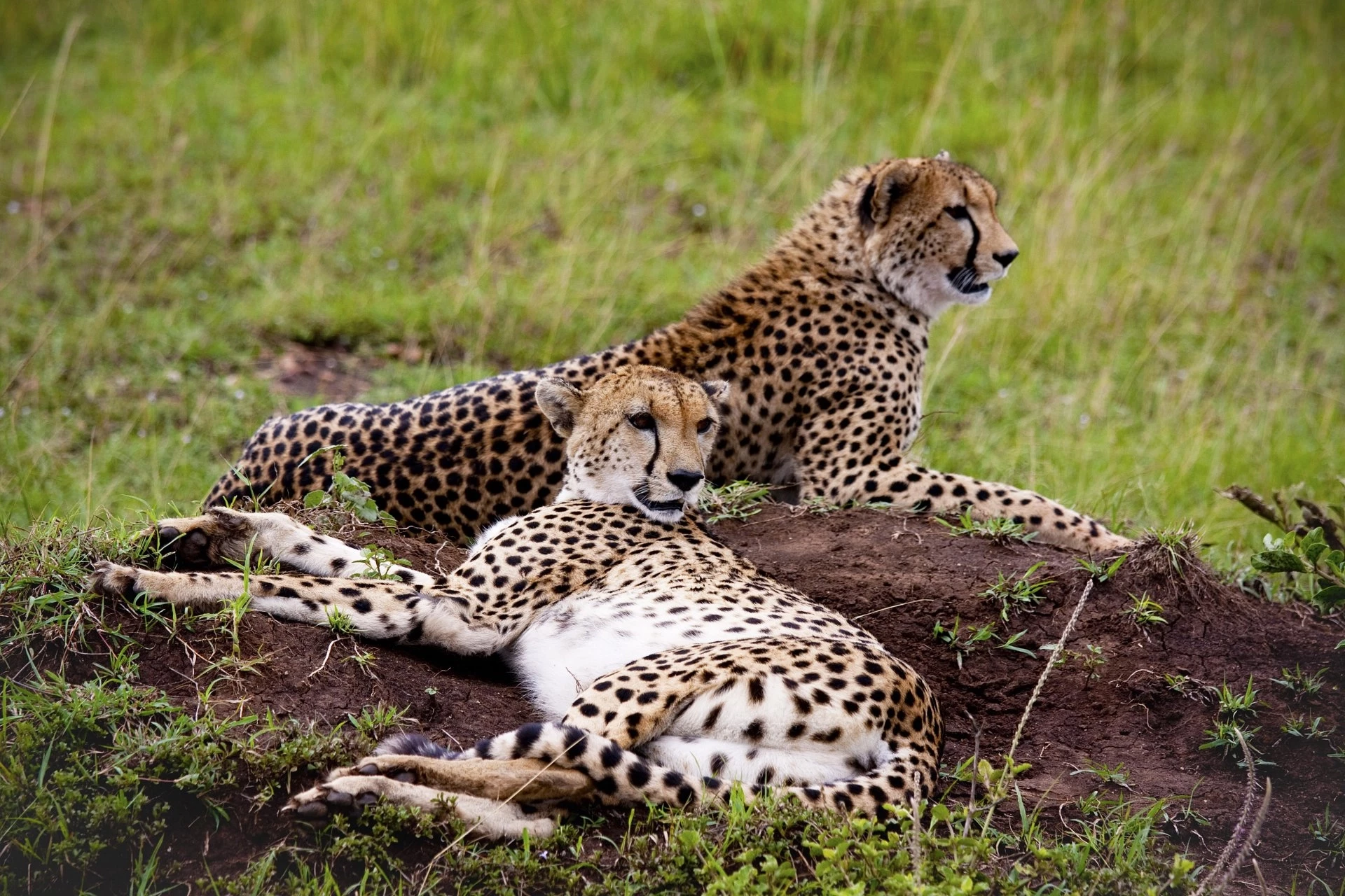 De la Vallée du Rift au Masai Mara