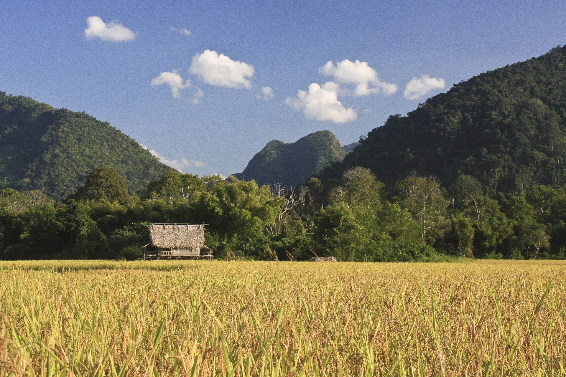 Rencontres et Immersion au Nord Laos