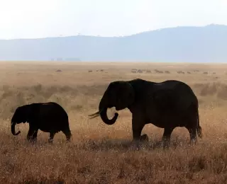 Aventures en Tanzanie en Famille : Tanzanie