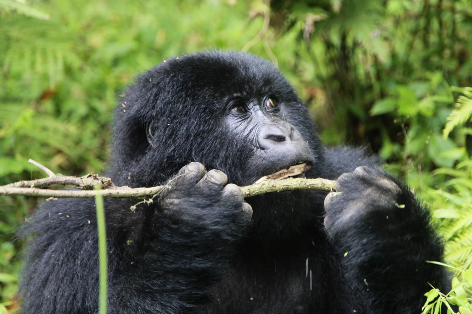 Primates & Big Five au Rwanda