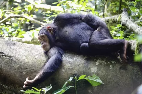 Chimpanzé, Parc national de Kibale - Ouganda