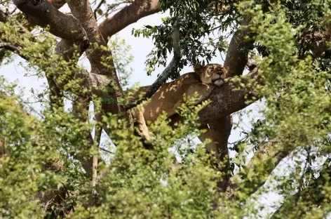 Lionne dans les arbres à Ishasha , Parc national de Queen Elizabeth - Ouganda