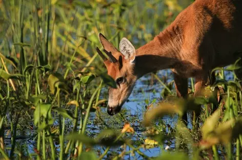 Cerf des Marais à Esteros del Iberá_Argentine - 