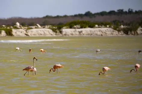 Rio Lagartos_Mexique