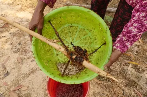 Kampong Chhnang - Tour fourmi - Cambodge - 