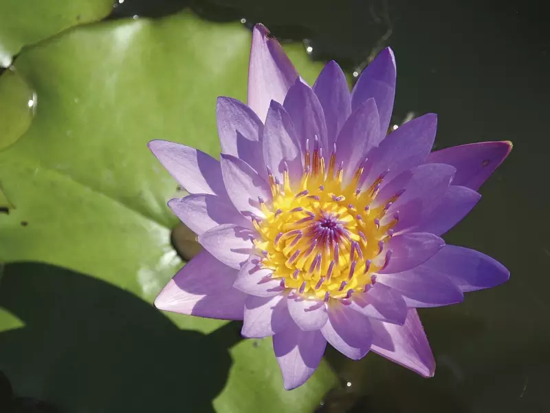 Fleur de lotus, &copy; Julien Freidel - TIRAWA 