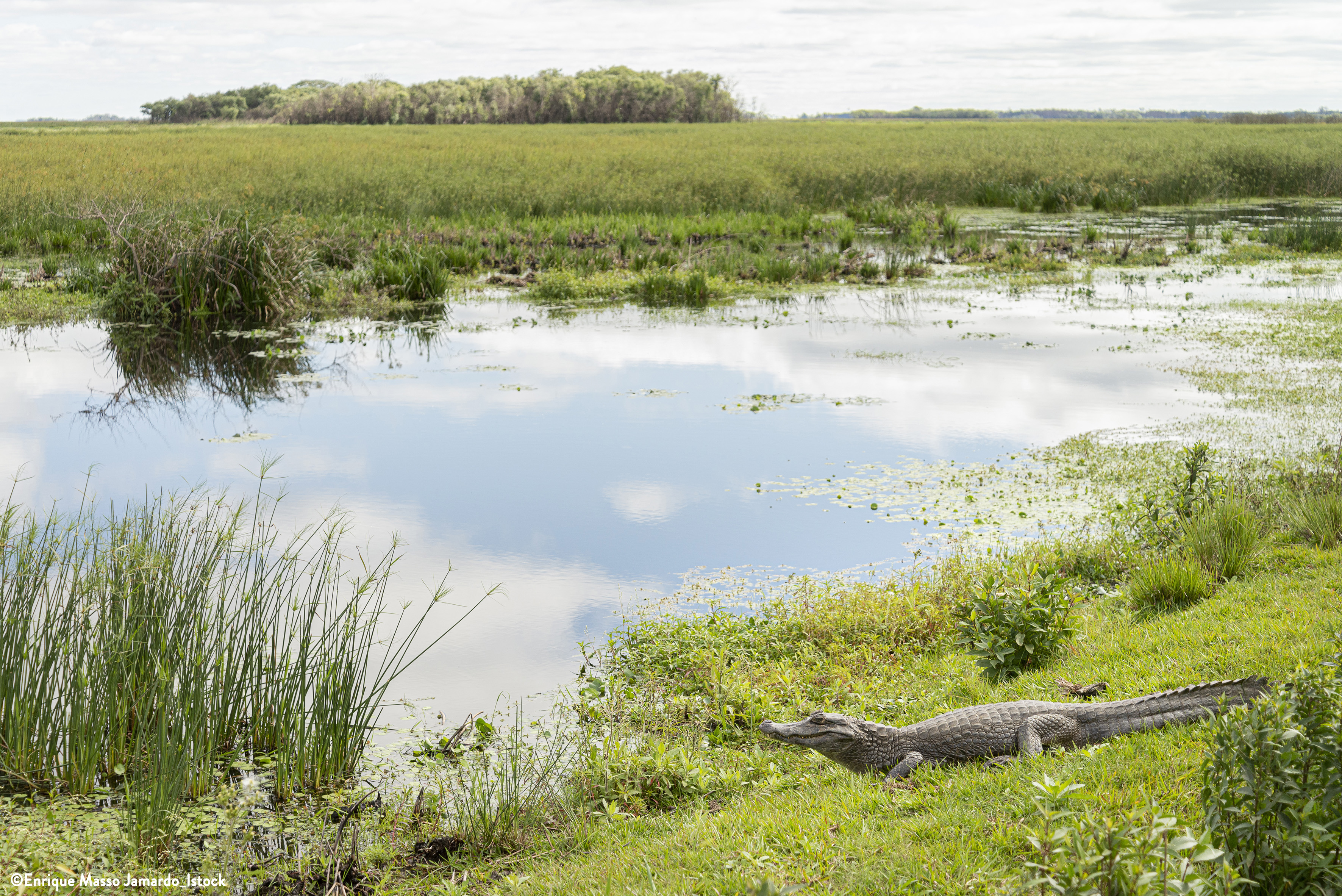 Caiman à Esteros del Iberá_Argentine