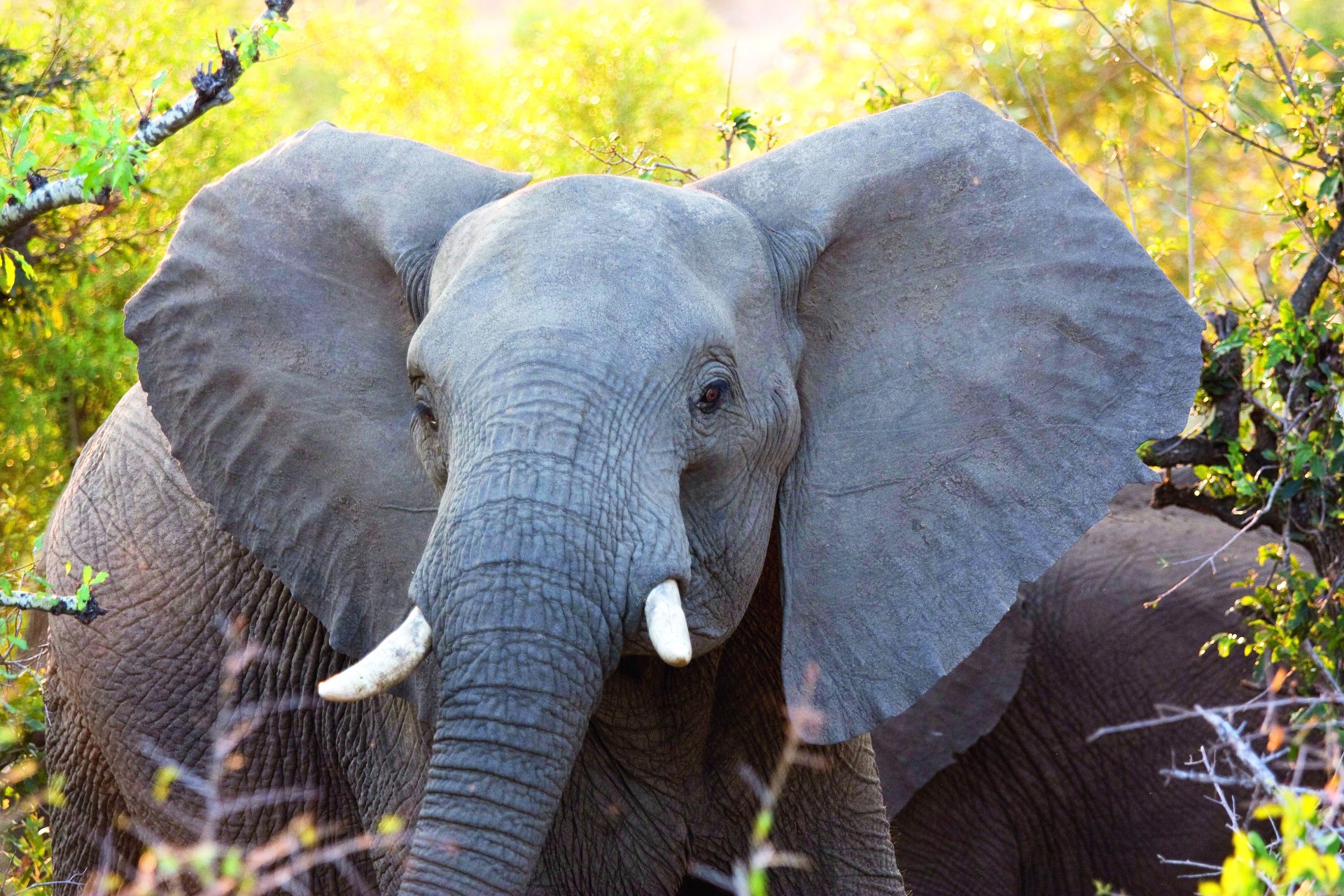 safari_addo_elephant_afrique_sud