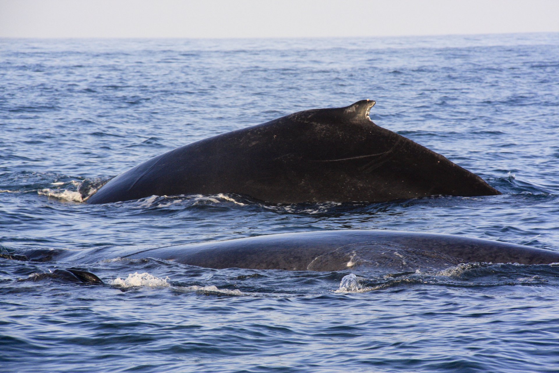 Observation de 2 baleines sur la côte Pacifique_Costa Rica