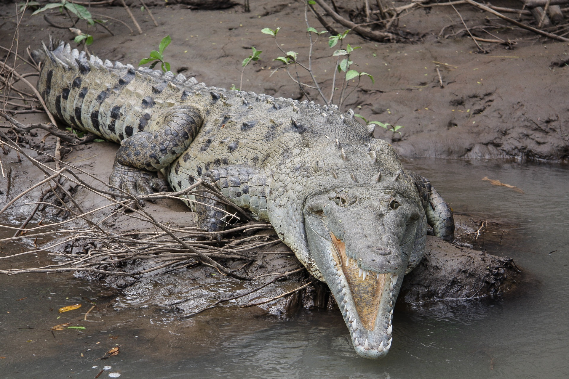 Un crocodile impressionnant sur la rivière Tarcoles_Costa Rica