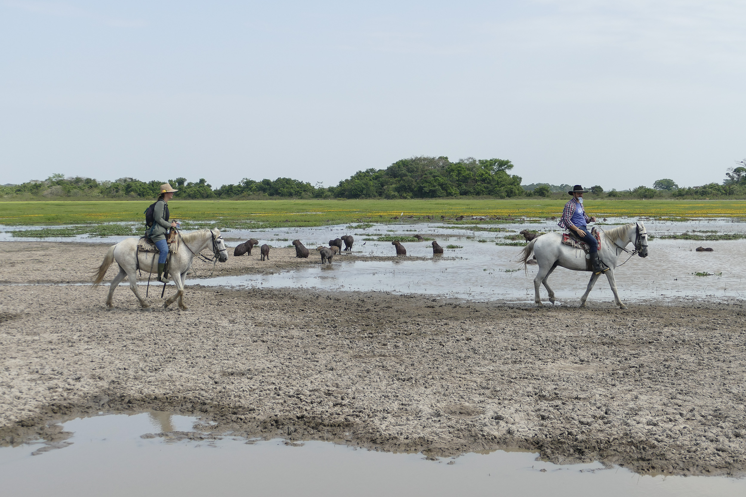 Les cowboys dans les Llanos