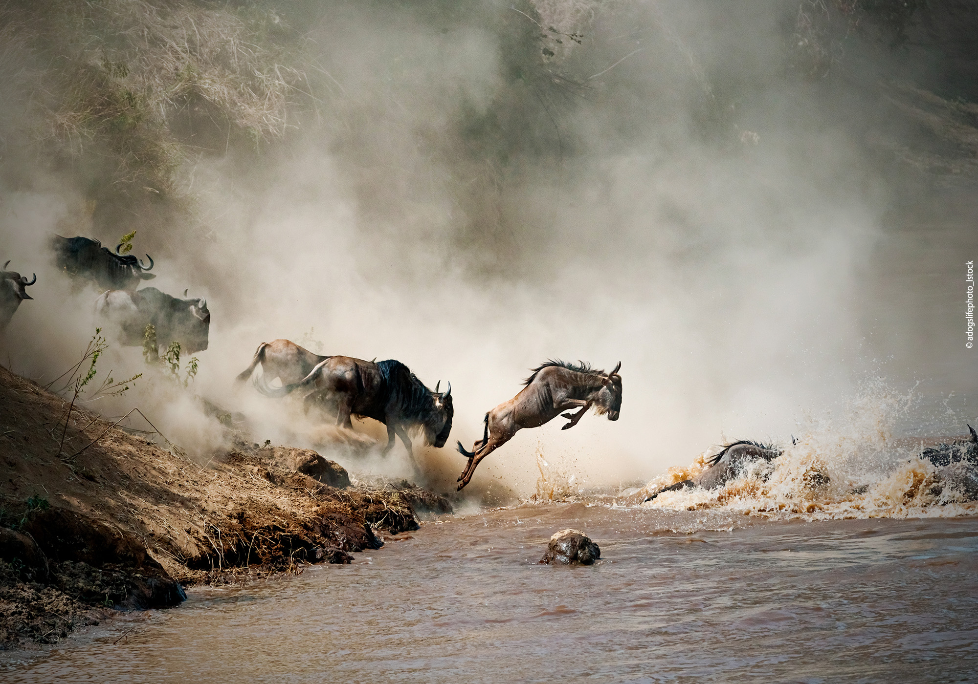 Gnou sautant dans les airs plus Mara River (c) adogslifephoto_Istock