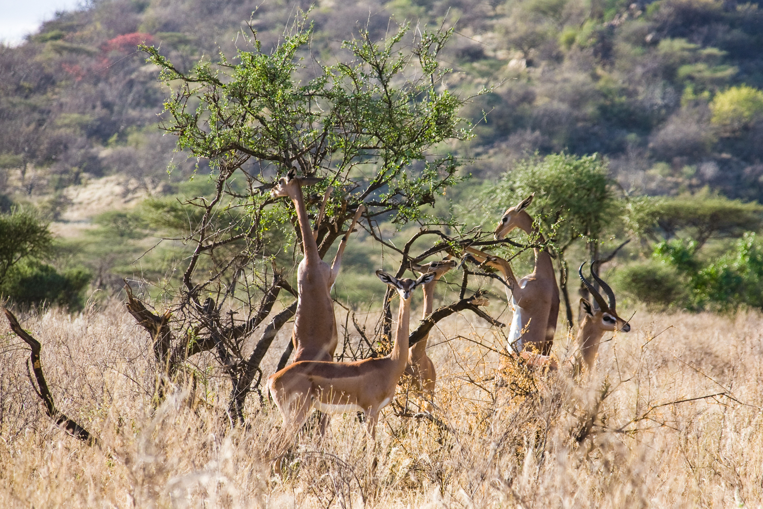 Gérénuks, Parc de Samburu - Kenya