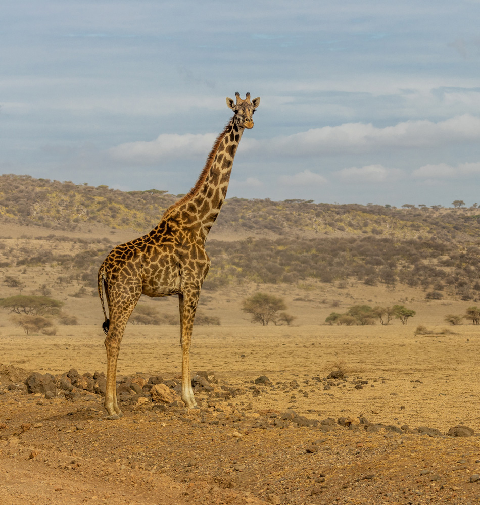 Girafe dans le Serengeti_Tanzanie