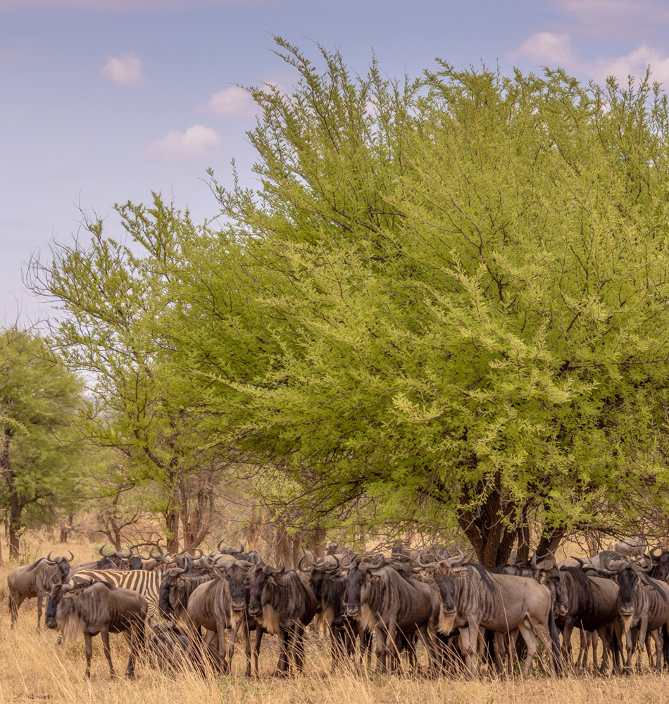 Gnous_zebres_Safari_Serengeti_Tanzanie