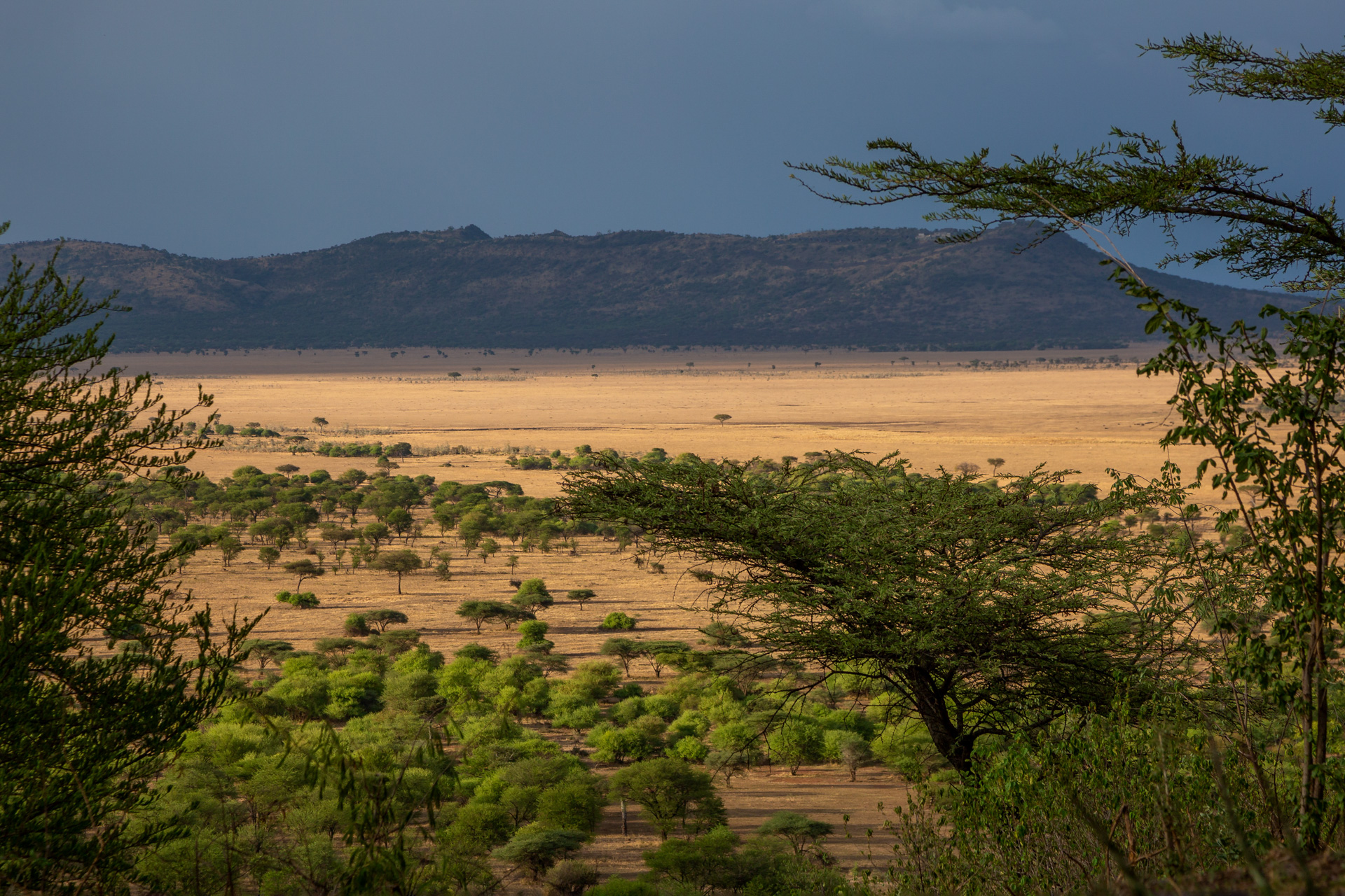 Safari_Quel pays choisir_Savane du Serengeti_Tanzanie