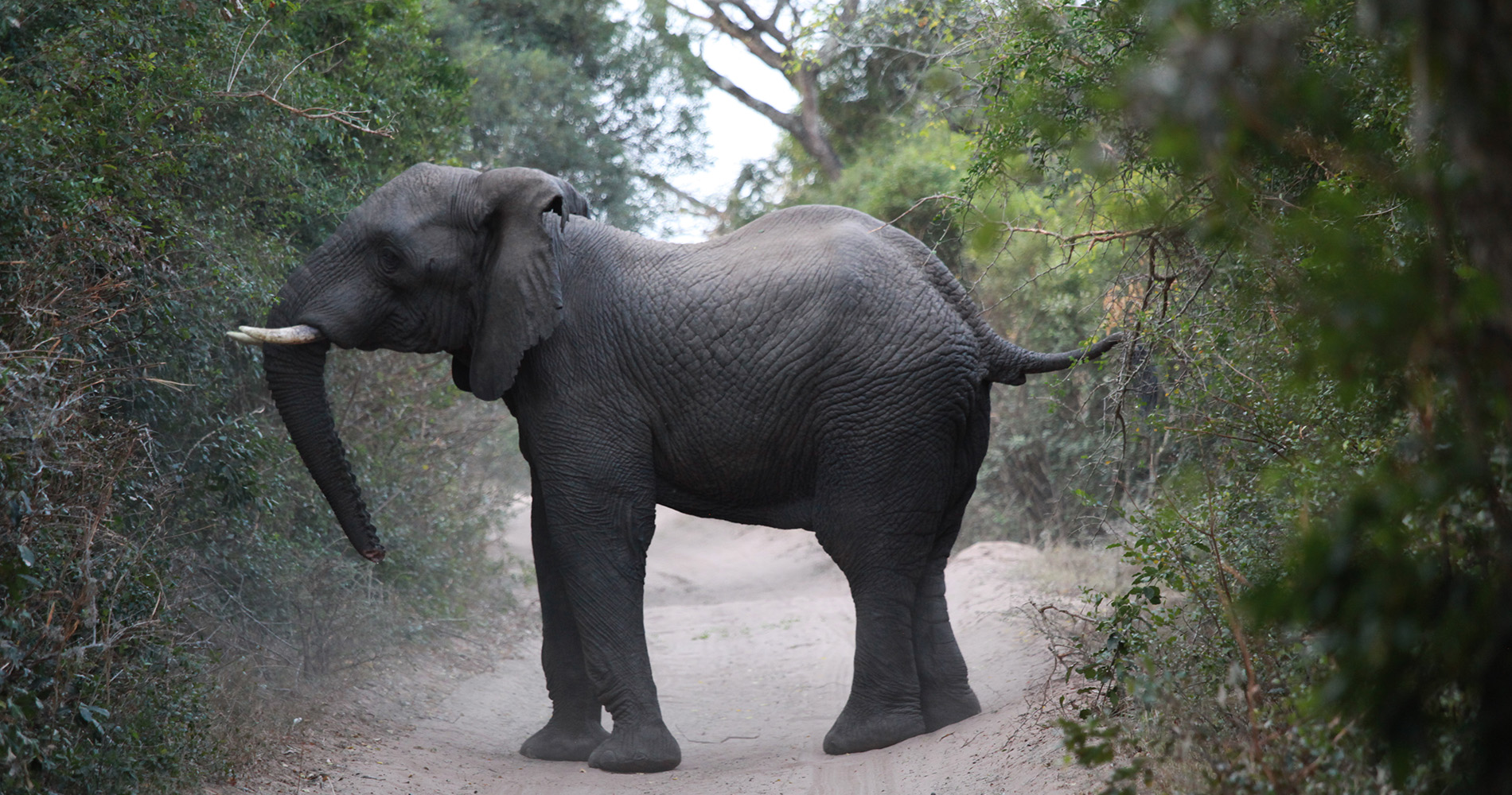 Dernier avertissement, l'éléphant barre la route