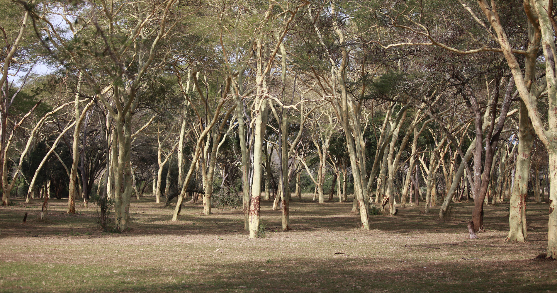 Forêt de Fever Tree