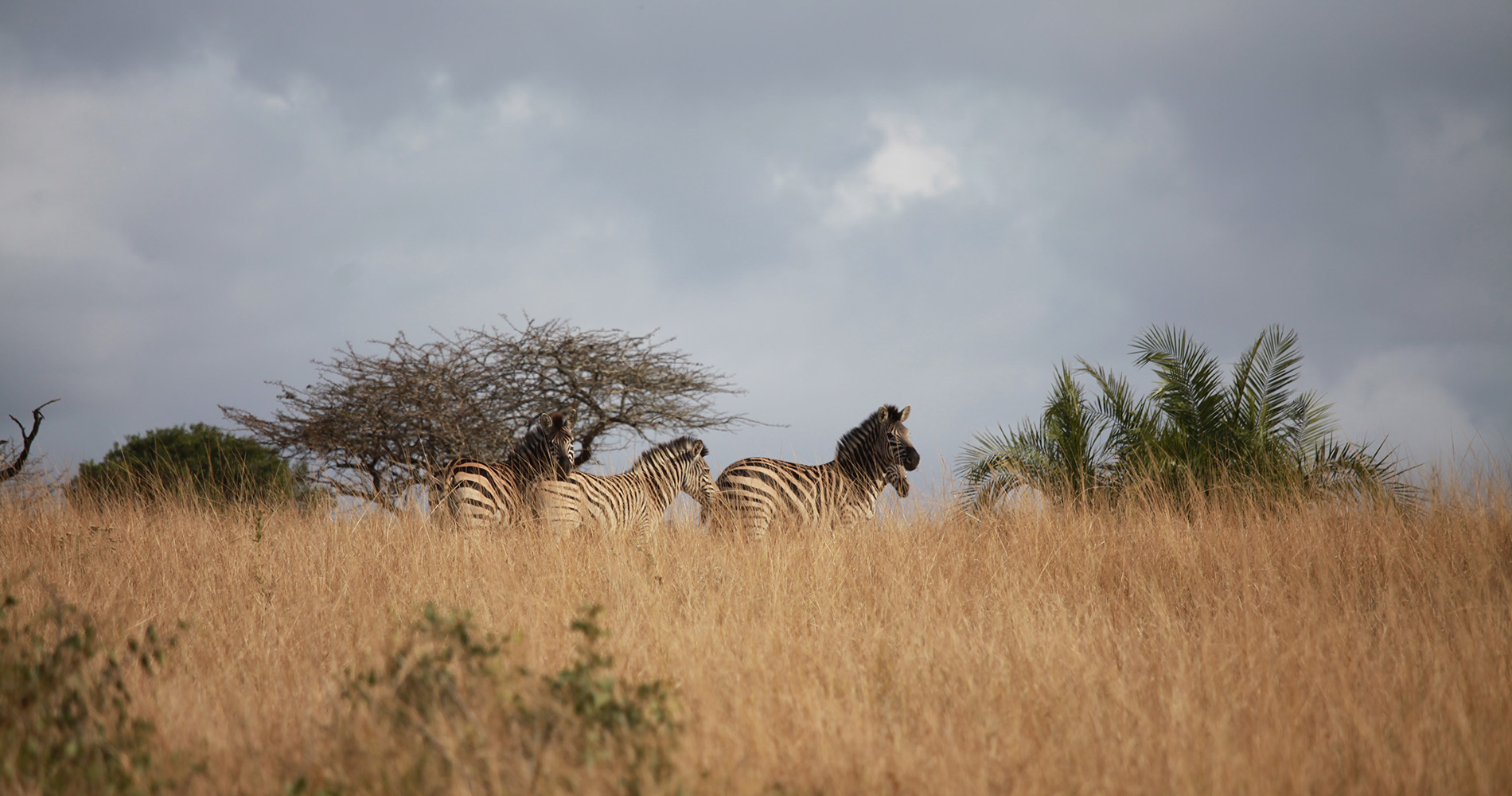 Zèbres dans le bush de Bonamanzi Reserve