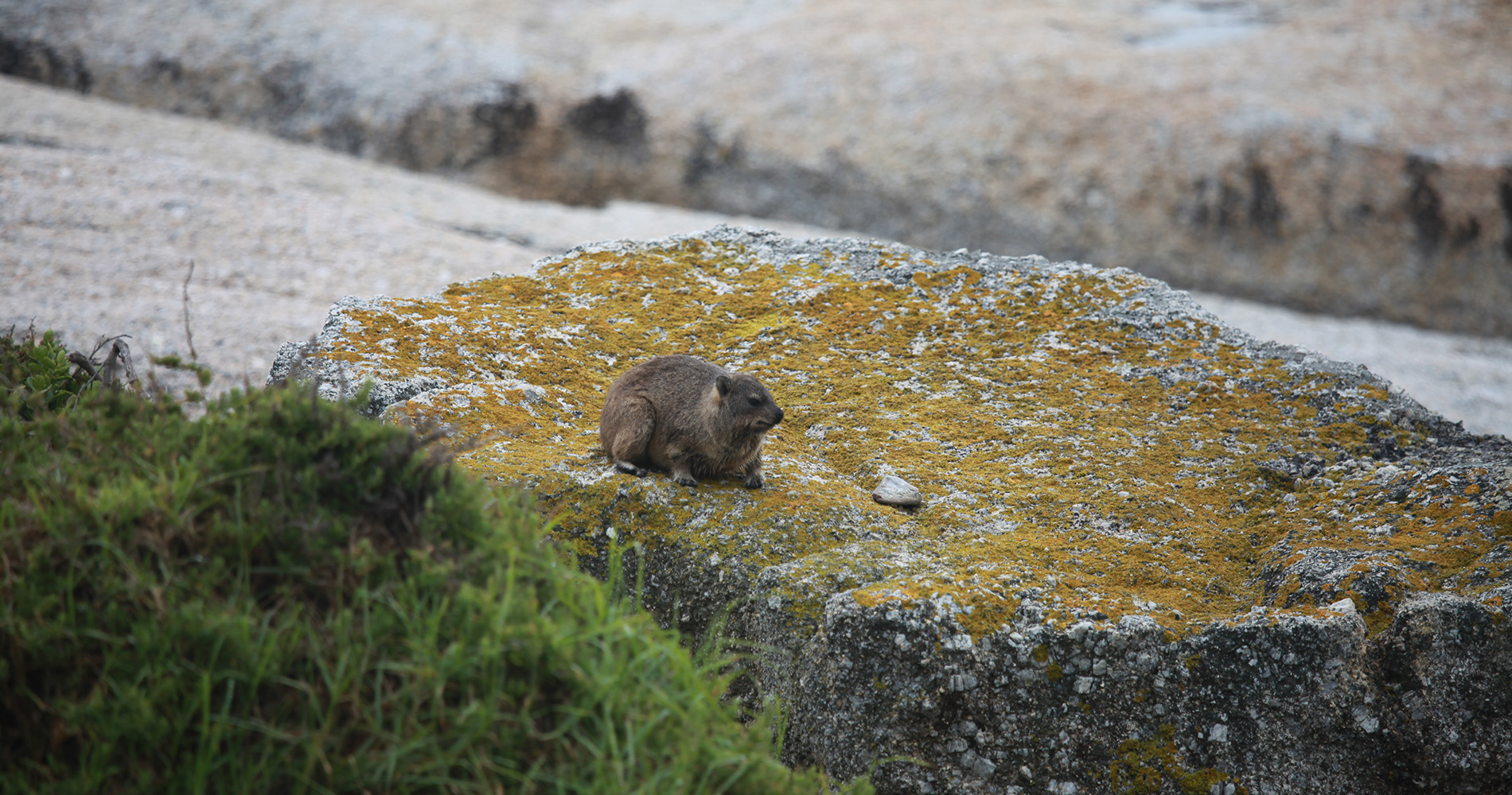 Dasi à l'arrêt à Boulders Beach