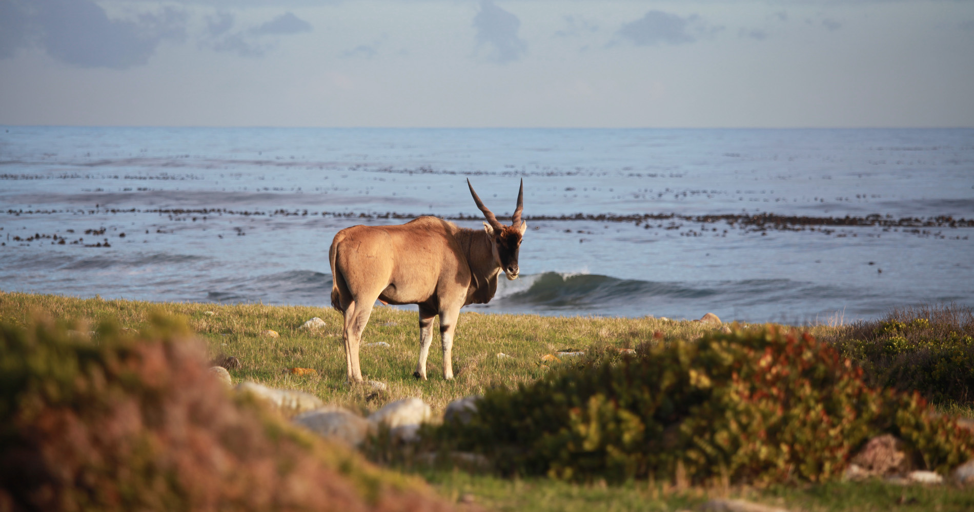 Eland du cap pose pour la photo