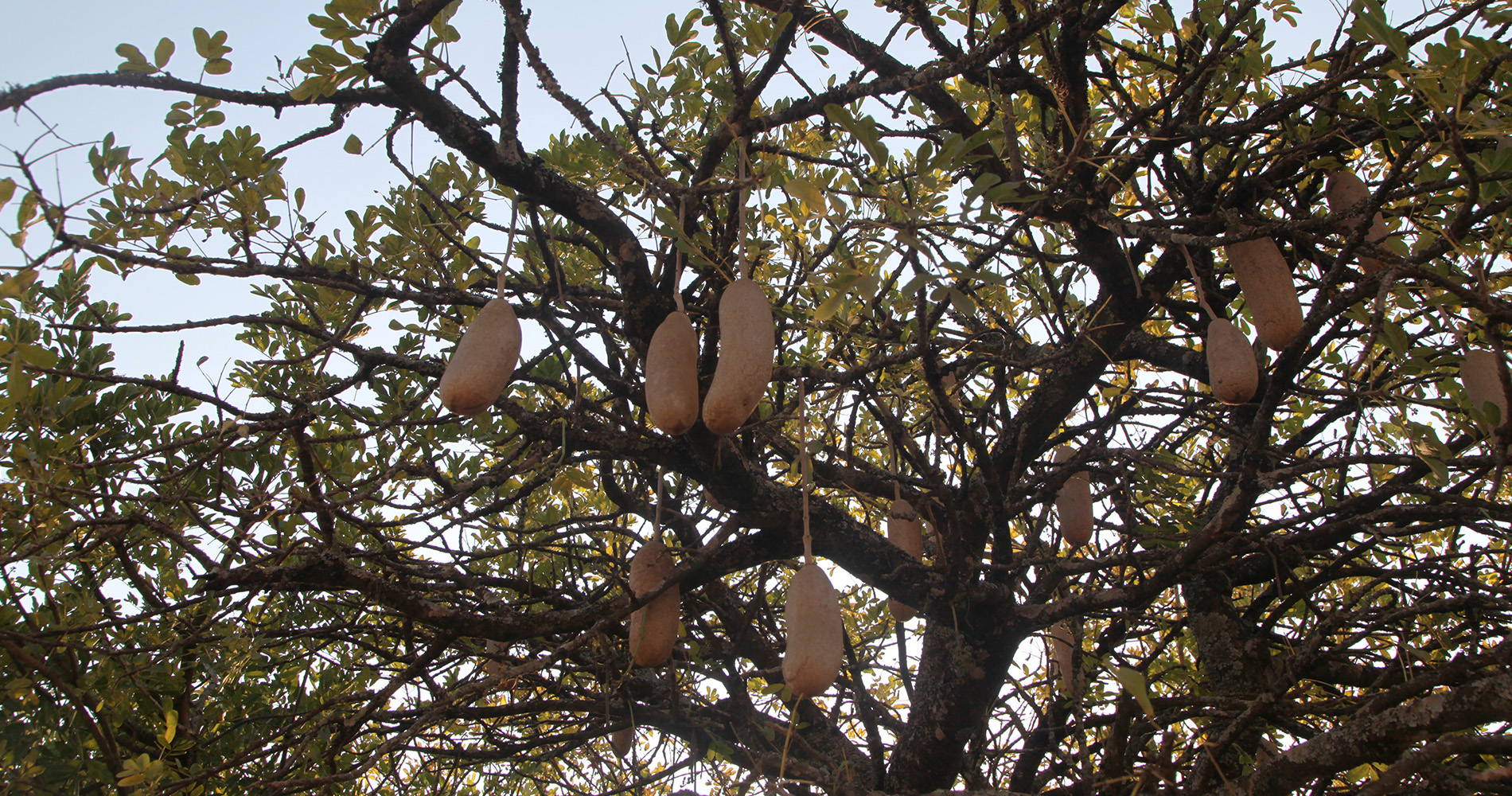 Arbre à saucisse