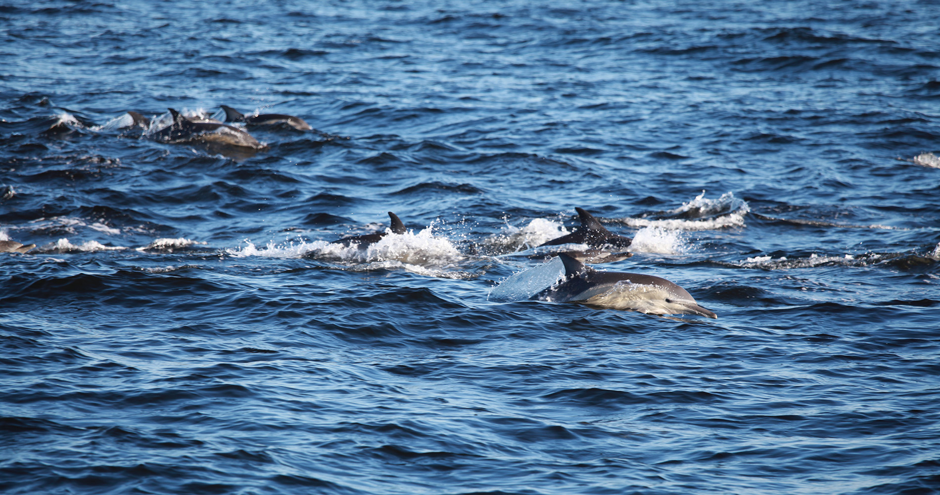 Dauphins près d'Hermanus