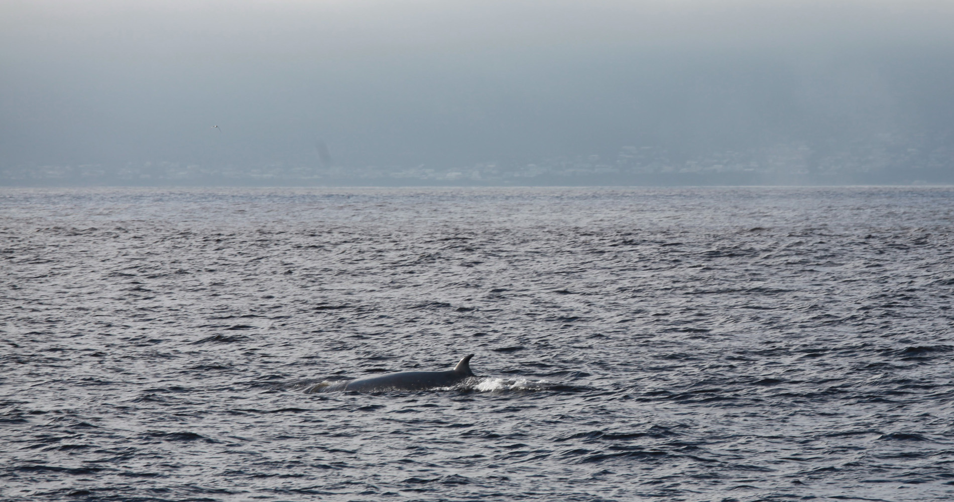 Rorqual de Bryde à Hermanus