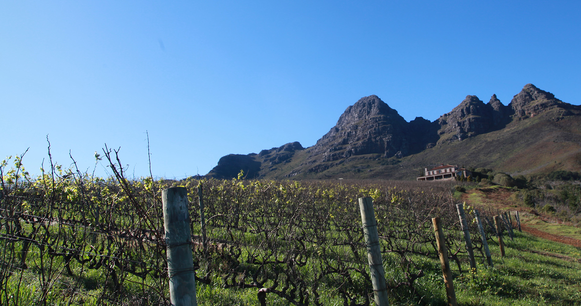 Vignoble Uva Mira à Franschhoek