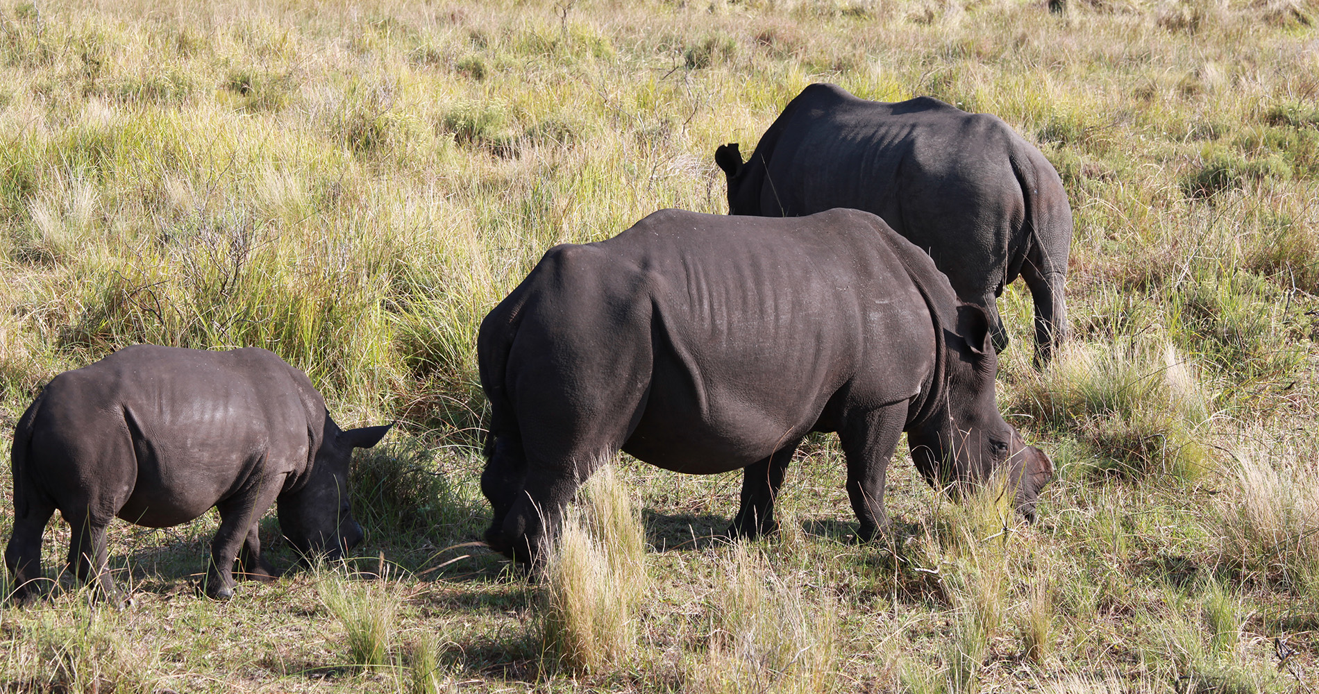 Famille rhino à Isimangaliso