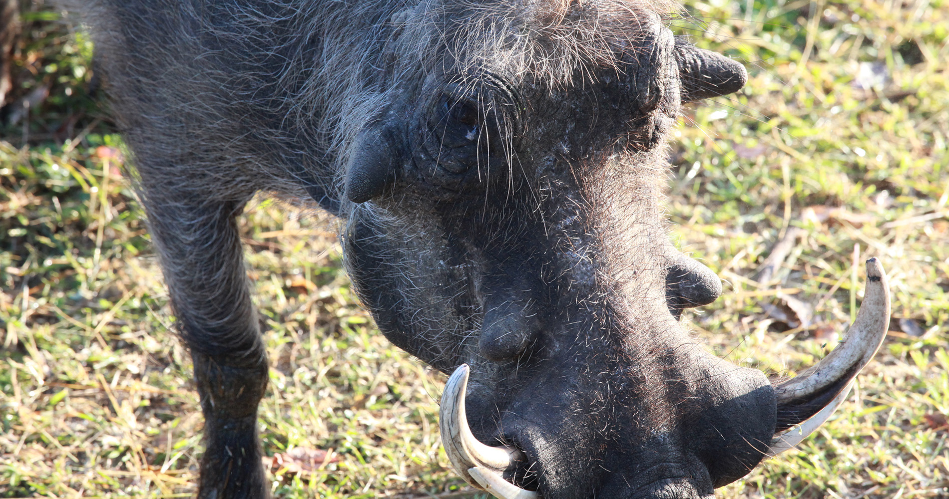 Portrait de phacophère