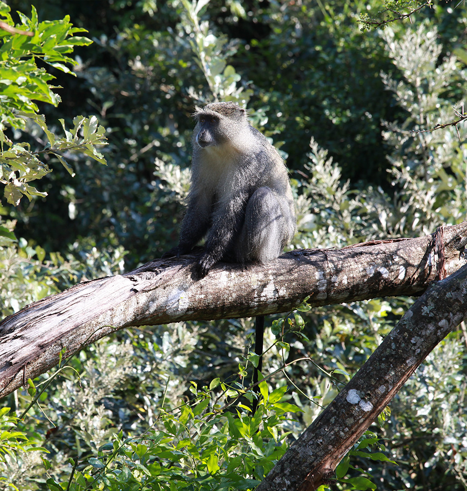 Singe à Isimangaliso