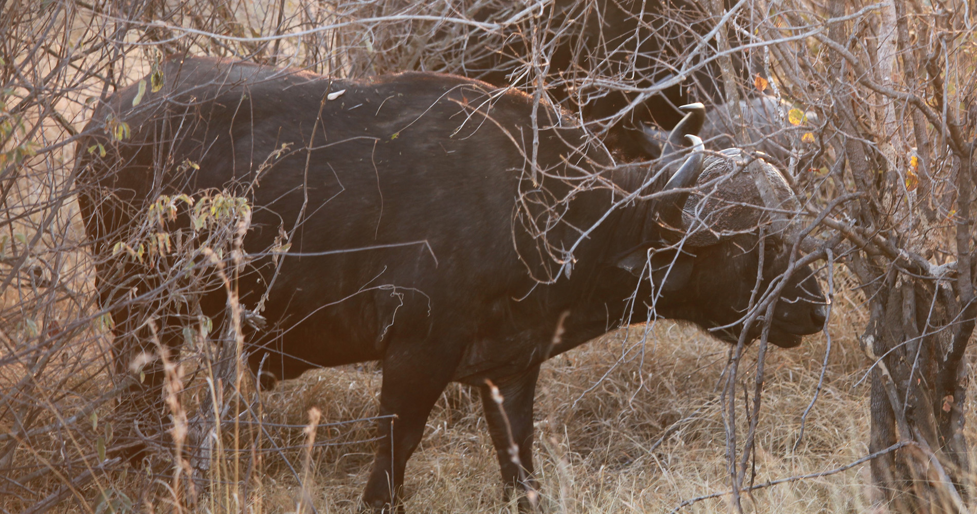 Buffles au Kruger