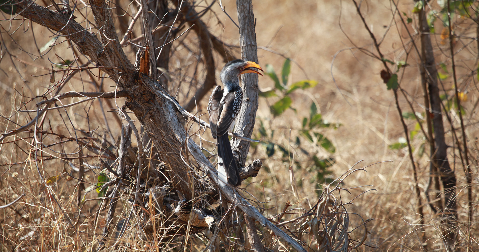 Calao Leucomèle au Kruger 