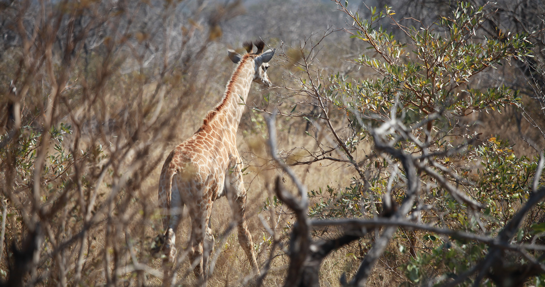 Girafes 