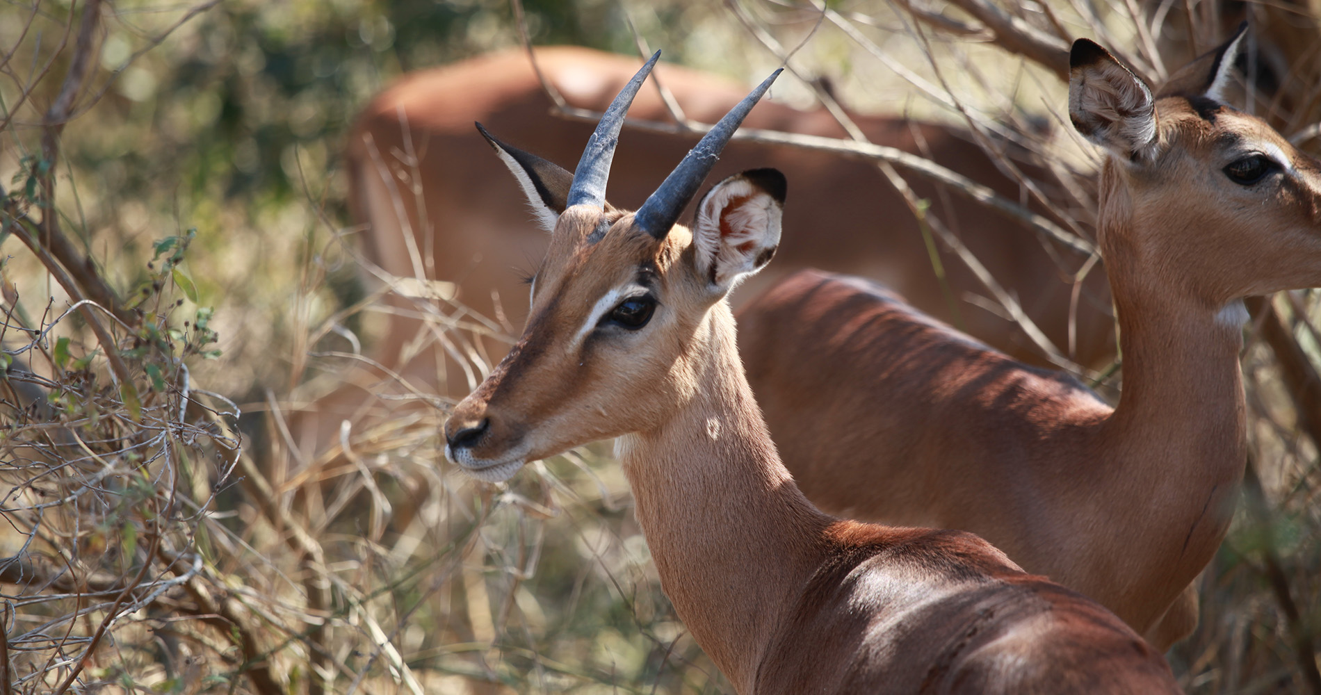 Impalas au Kruger