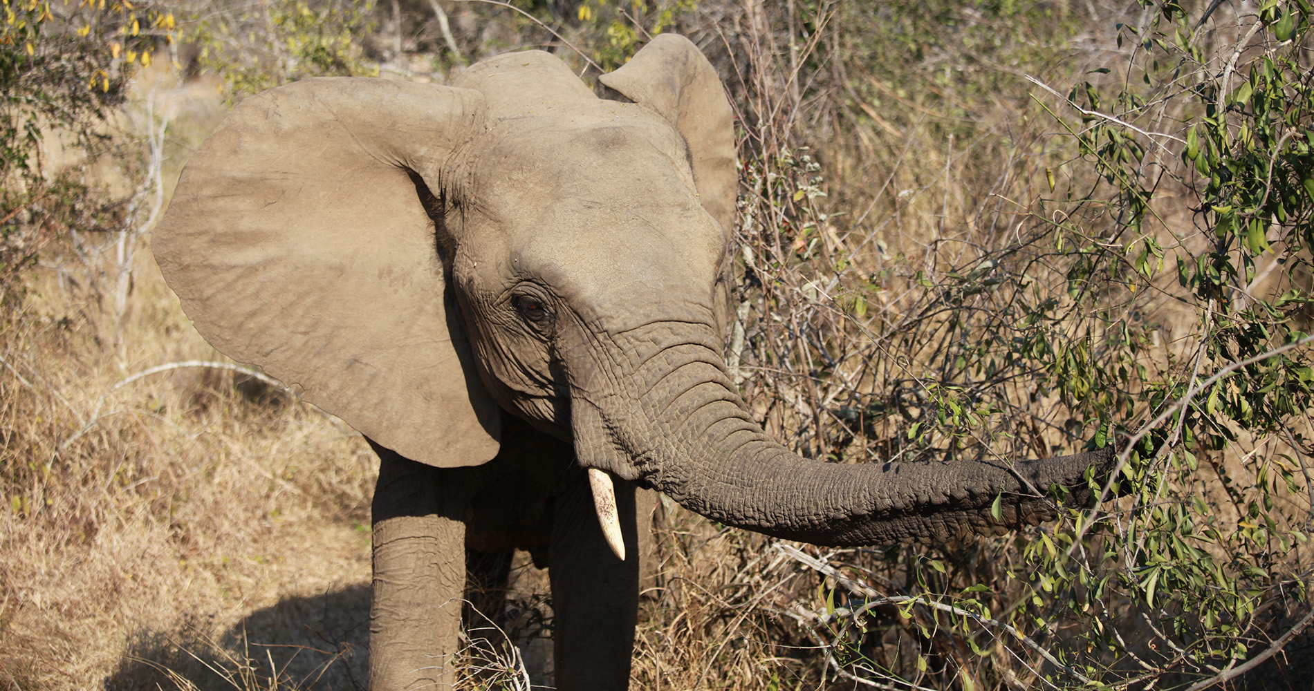 Jeune éléphant