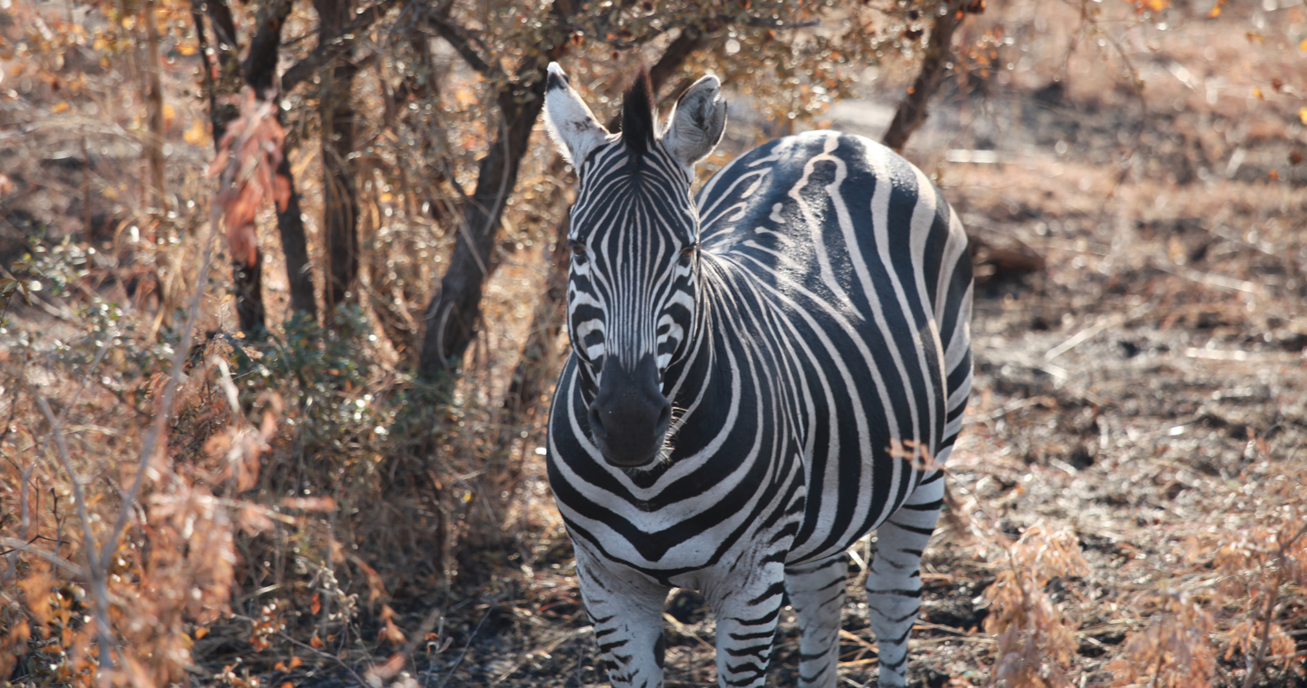 Regard fixe du zèbre au Kruger