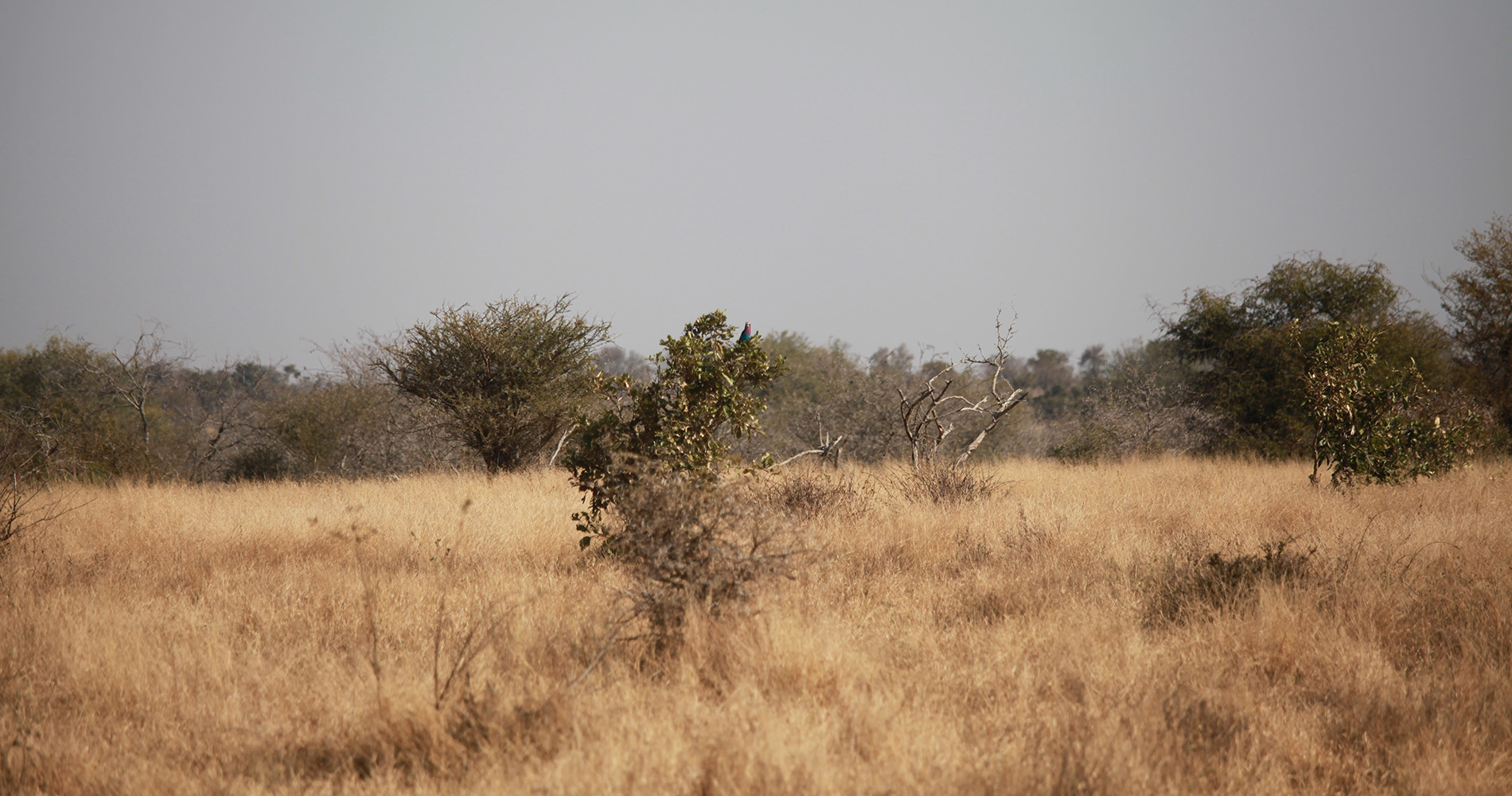 Végétation du bush au Kruger