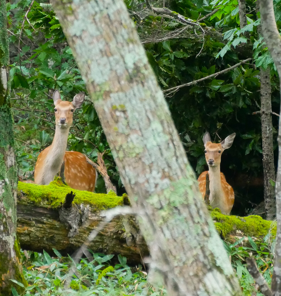 lac Akan dans le parc national Akan-Mashu