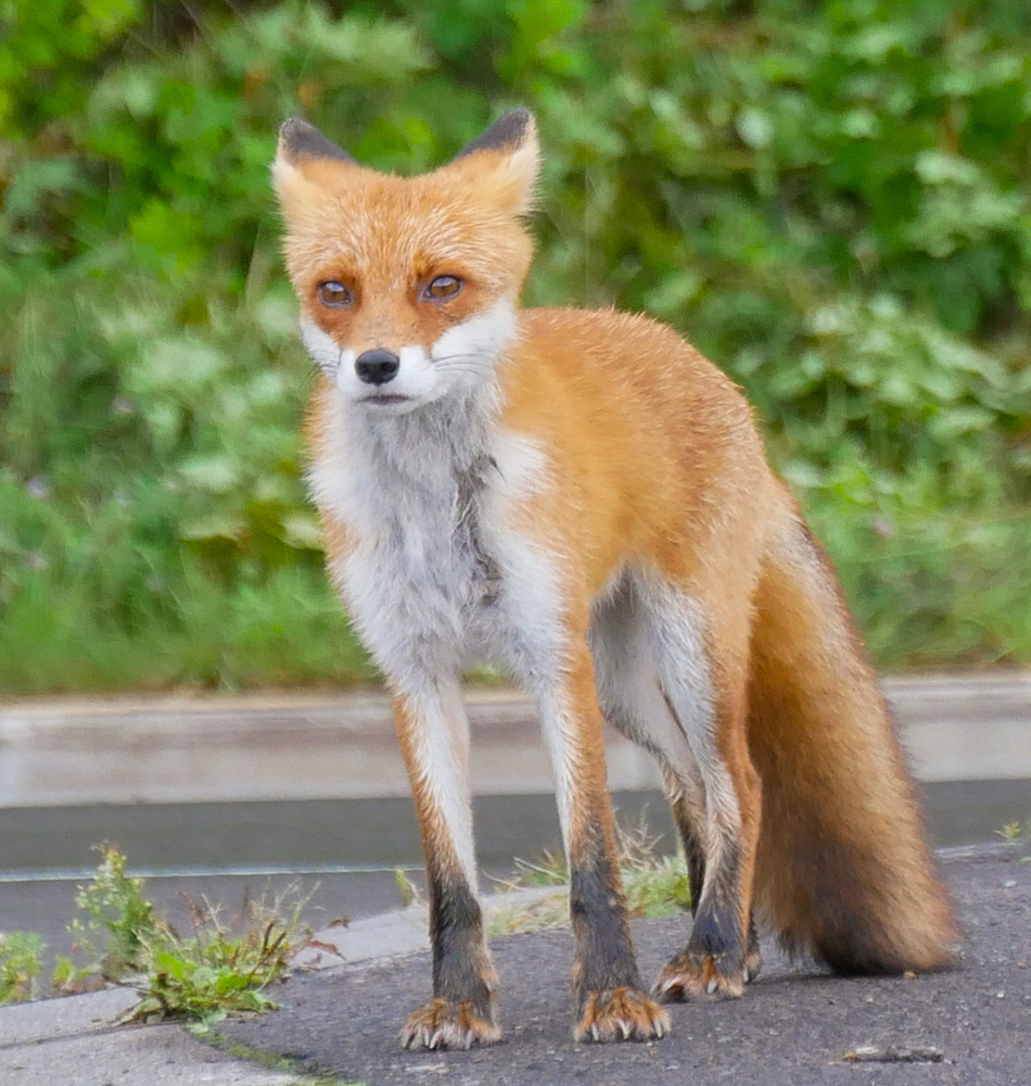 parc national de Shiretoko