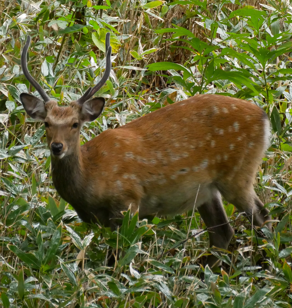 parc national de Shiretoko