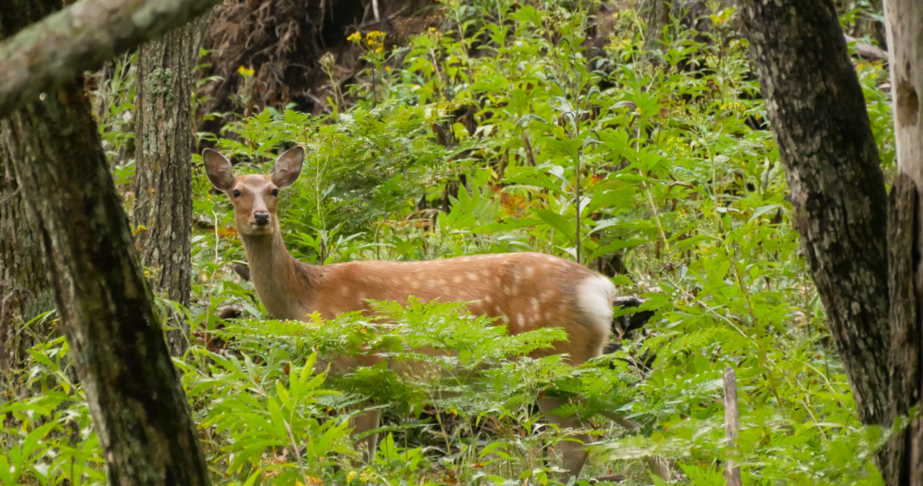 parc national de Shiretoko