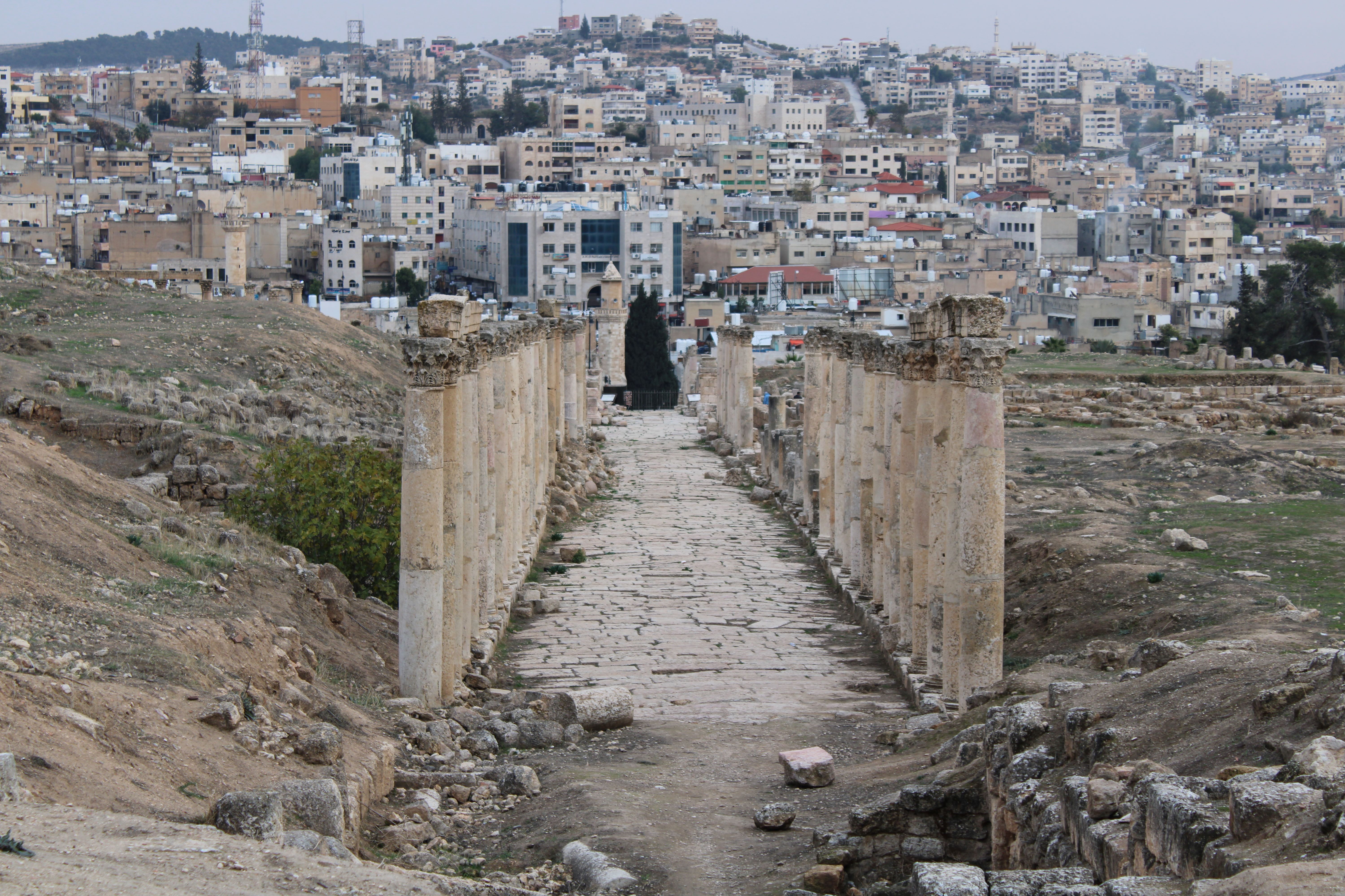 Jerash Cardo