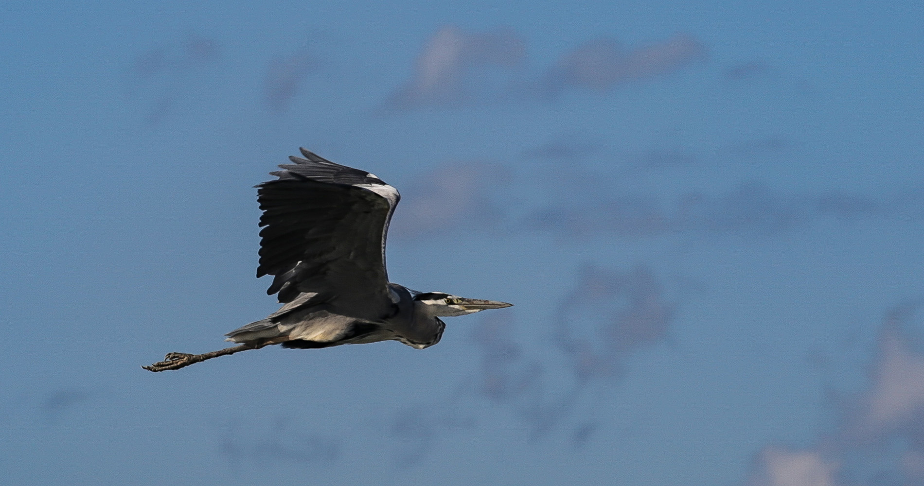 Un des nombreux oiseaux de la baie