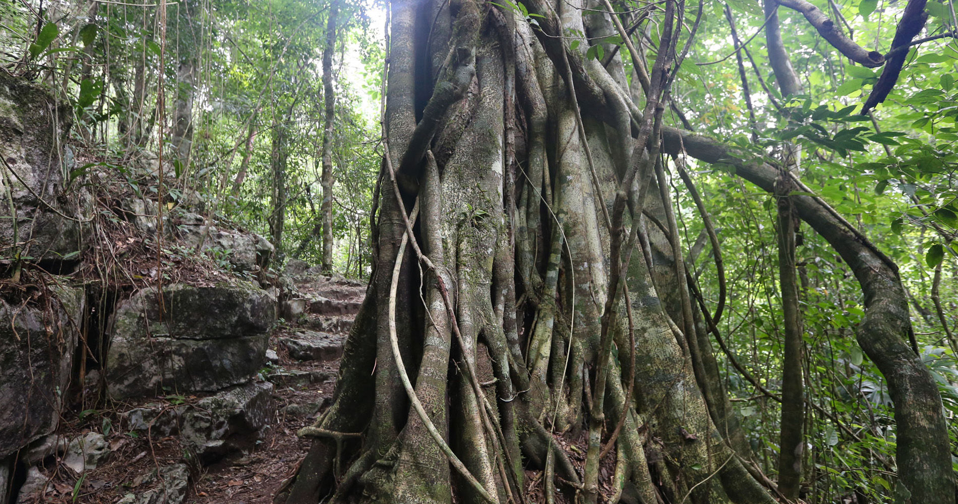 Matapalo, ficus étrangleur