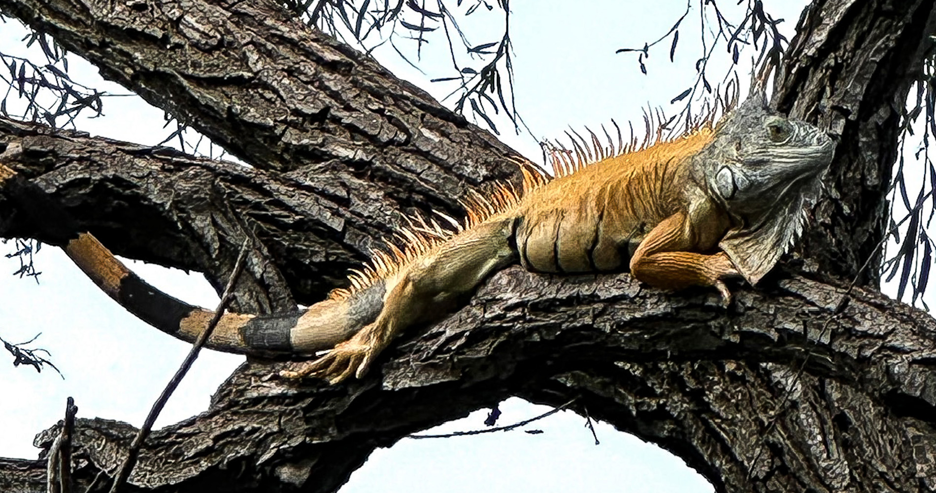 Iguane