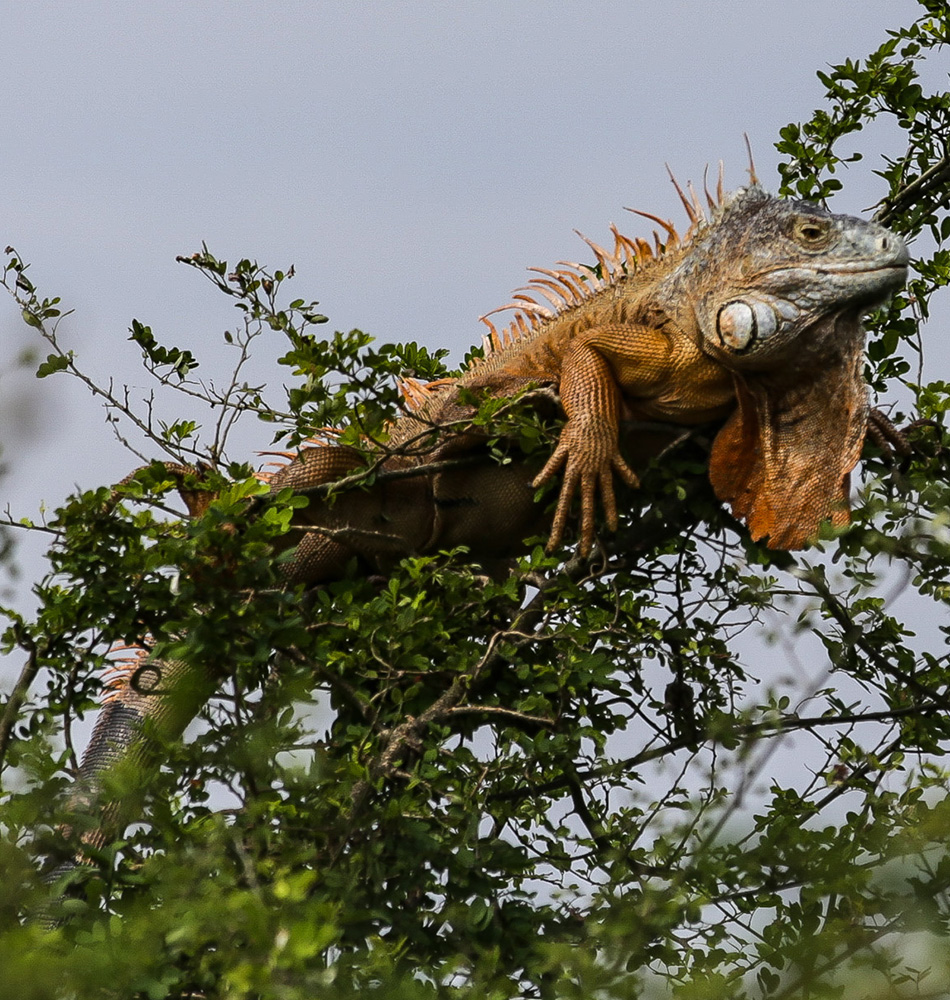 Iguane