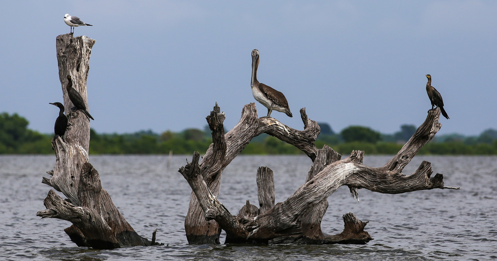 Cormoran, mouette et pélican