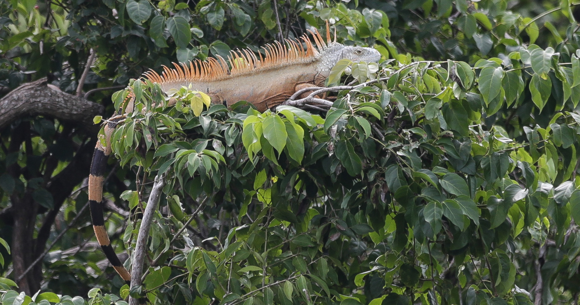 Iguane